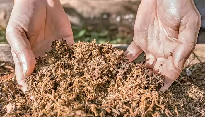 Used tea leaves have a wealth of potential: This is how you can recycle them
