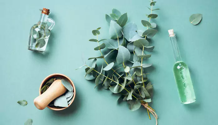 Eucalyptus Leaves Can Do So Much More Than Repel Insects – Take A Look!