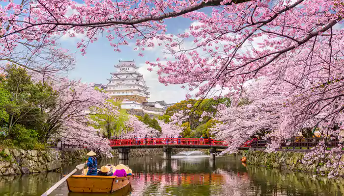Explore intriguing facts about cherry blossom