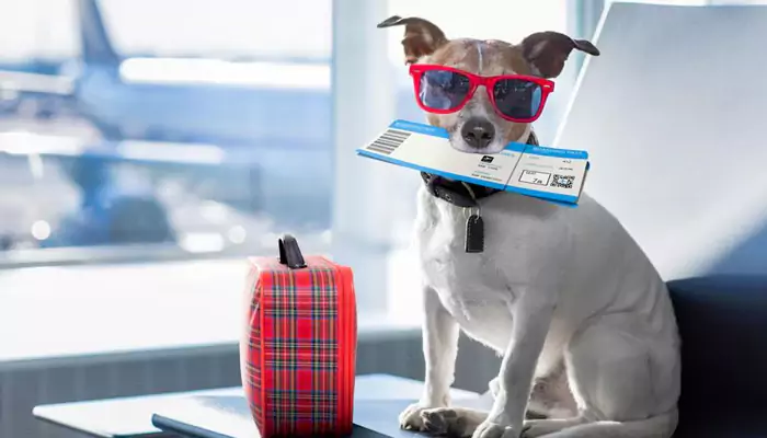 Pet-Friendly Travel Guide: Hotels, Restaurants & Activities for You & Your Furry Friend