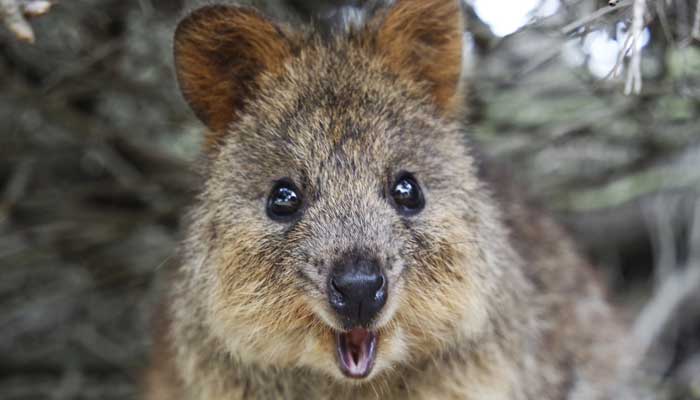 Interesting facts about the happiest animal on the planet, Quokkas