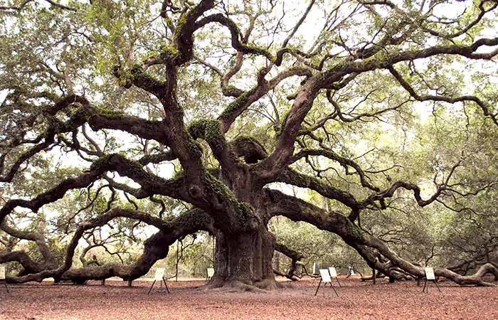 4 oldest trees found in the world