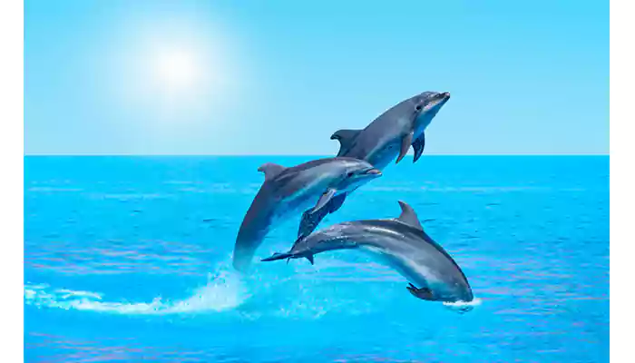 Dolphin Delights: 7 Hilarious Facts That Will Leave You in Stitches!